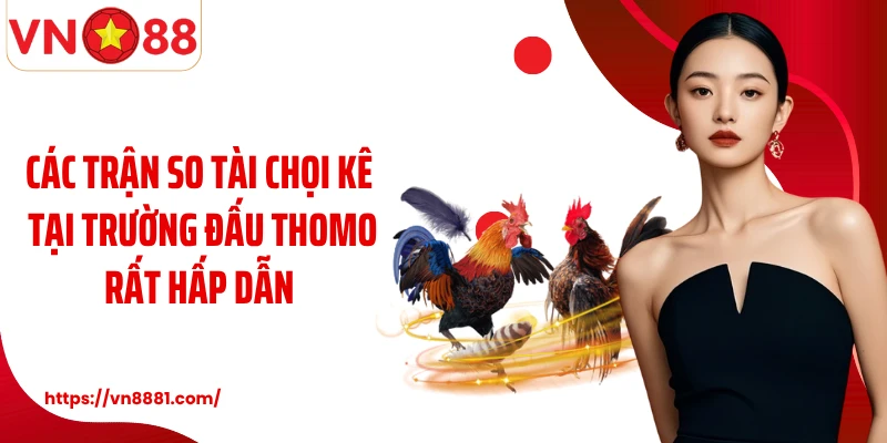 Các trận so tài chọi kê tại trường đấu Thomo rất hấp dẫn